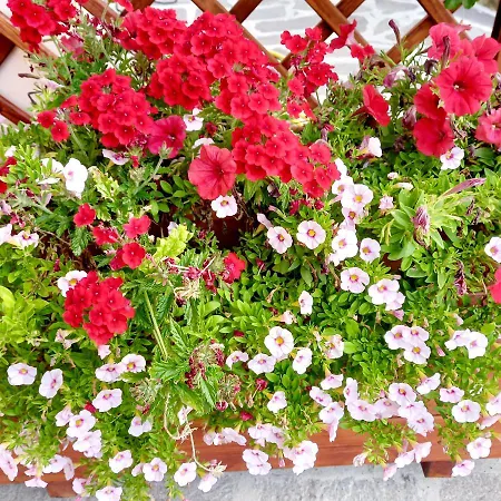 La Casetta Di Mizar Daire